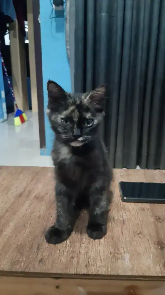Adop kucing betina