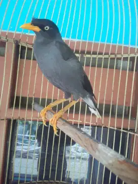 JALAK KEBO GALAK GACOR MATA PUTIH 500