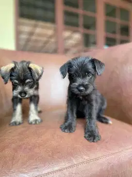 ANAK ANJING SCHNAUZER
