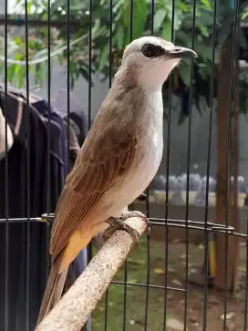 BURUNG CRUKCUK GACOR ROPEL ALARM SUBUH