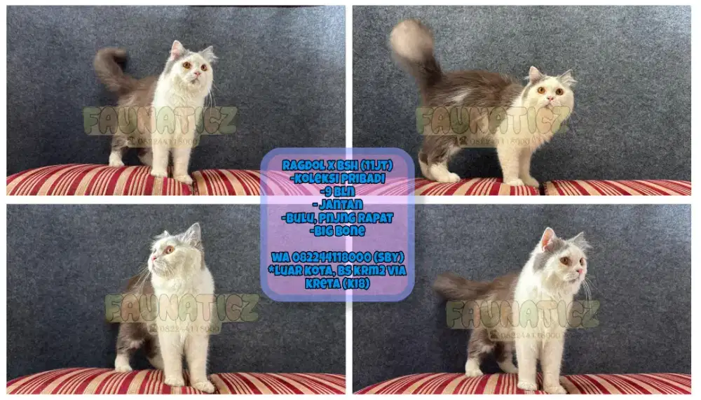 Kucing Bsh x Ragdoll (koleksi pribadi)