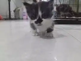 Jual kitten persia Munchkin cebol pure
Betina