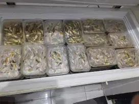 IKAN WADER MARINASI