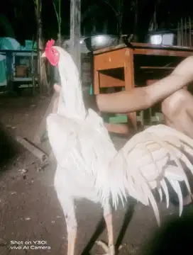 Jenis ayam BK mangon