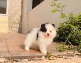 Mini Pom Jantan dan Betina Non stamboom