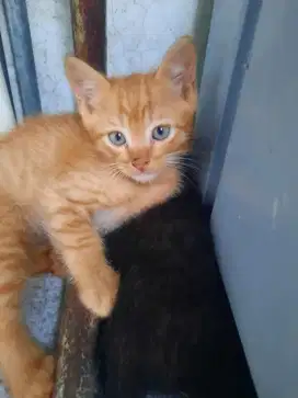 Open adopsi kitten