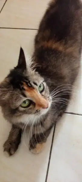 KUCING RAS NAN CANTIK FEMALE