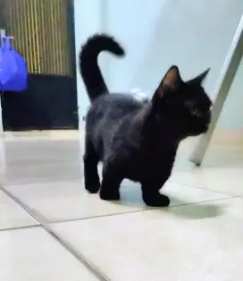 MUNCHKIN BSH JANTAN