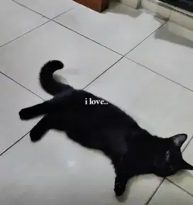 MUNCHKIN BSH JANTAN