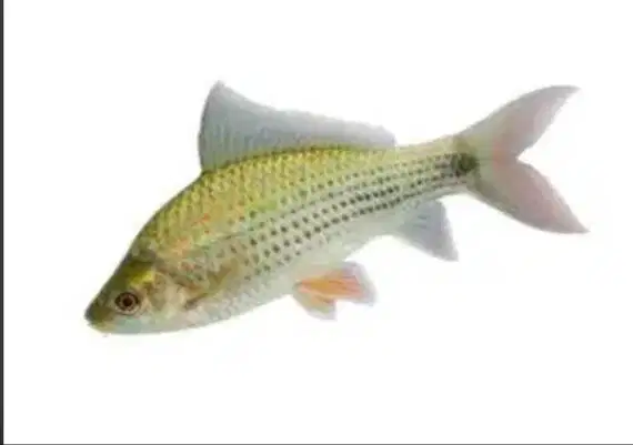 Ikan hias Nilam therapy, manosa, serve dan platy pedang