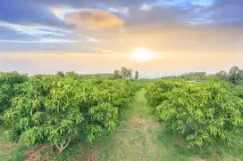 KEBUN MANGGA SITUBONDO