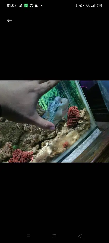 Ikan louhan chencu jenong