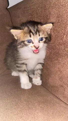 Kitten persmed jantan