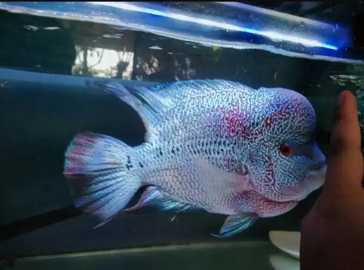 Ikan hias louhan chencu