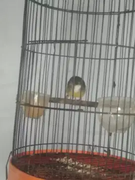 jual cepat Burung Ciplek Semi Ring
