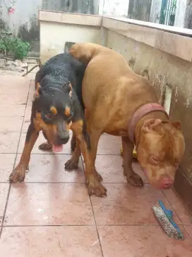 OPEN BOOKING AMERICAN PITBULL TERRRIER