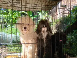 Open Adopsi Poodle x bishon