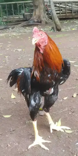 Jual ayam bangkok jago  mental full