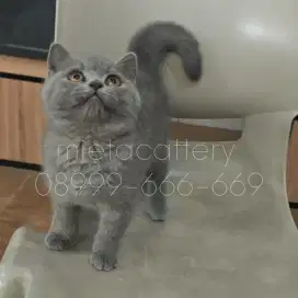 BSH Blue betina Bloodline cakeb
