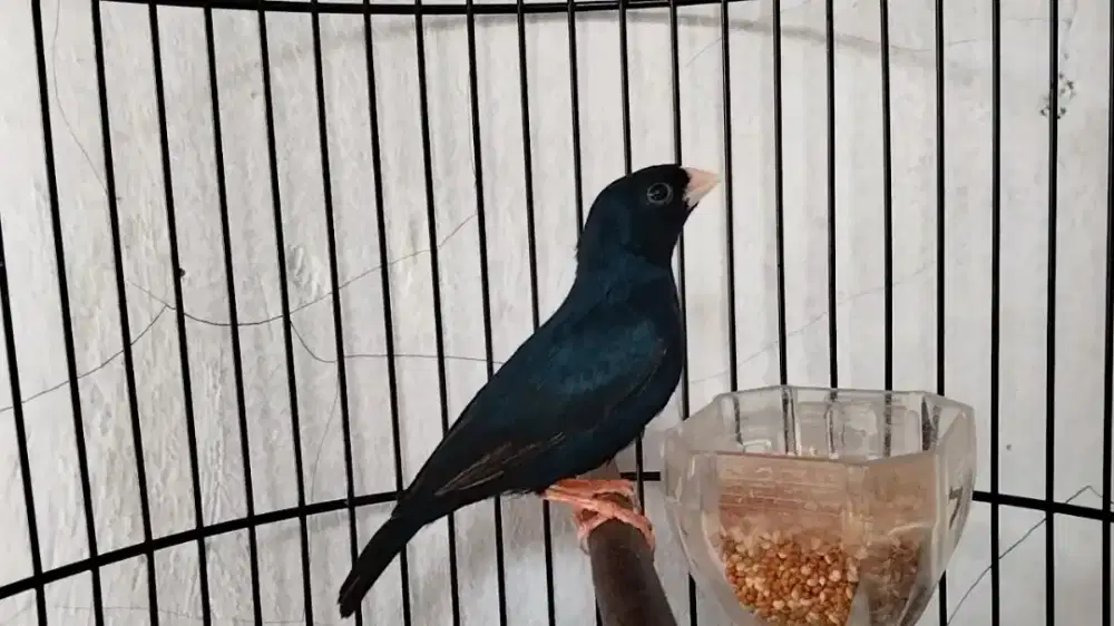 Indigo jantan rawatan