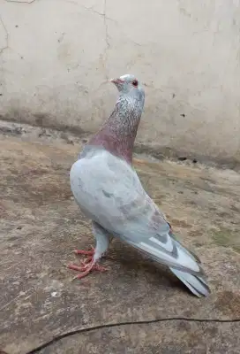 Burung dara merpati tinggi full blorok sepasang