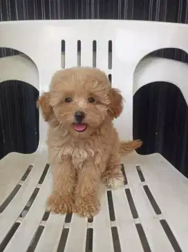POODLE MIX MALTESE PUPPY