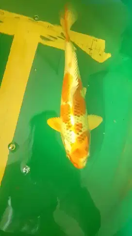 Ikan koi jenis Kujaku warna kuning 33cm