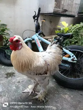 Ayam Brahma mix Ayam kapas
