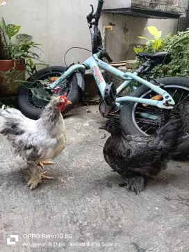 Ayam Kate cochin mix ayam kapas