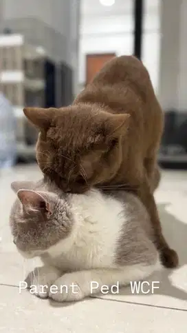 Kucing BSH Cinnamon