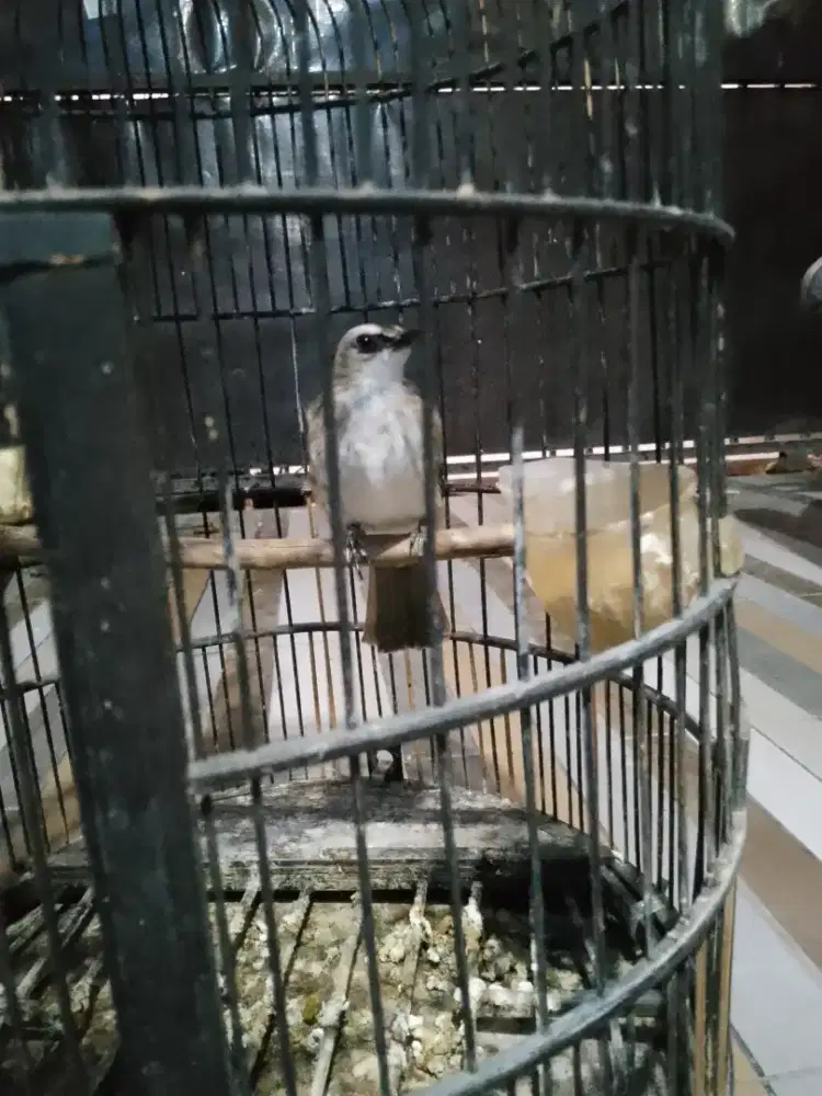 Trucukan Uda ropel rajin 700rb