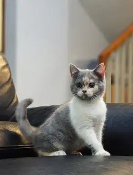 Kucing british shorthair calico anakan import