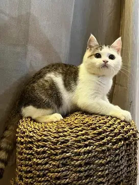 Kucing british shorthair anakan import