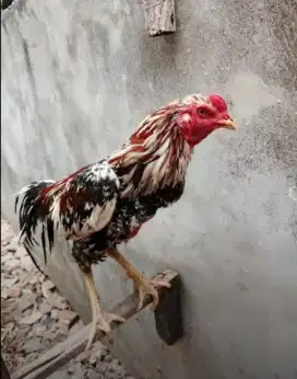 Jual ayam bangkok klasik