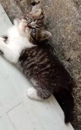 Kitten bulu kapas longhair
