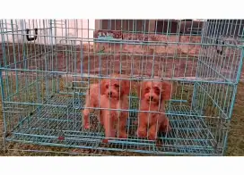 Poodle jantan 3 bulan