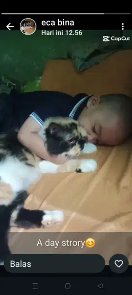 Kucing fletnoos gemoy
