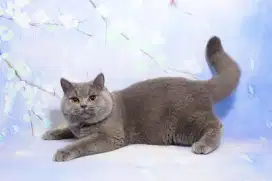 British shorthair import double Pedigree Male