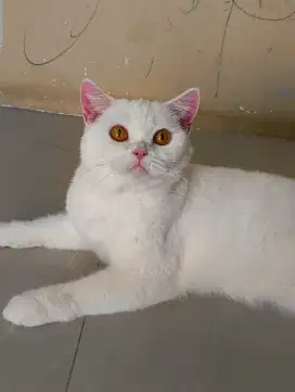 British shorthair female Pedigree WCF (excellent) Proven