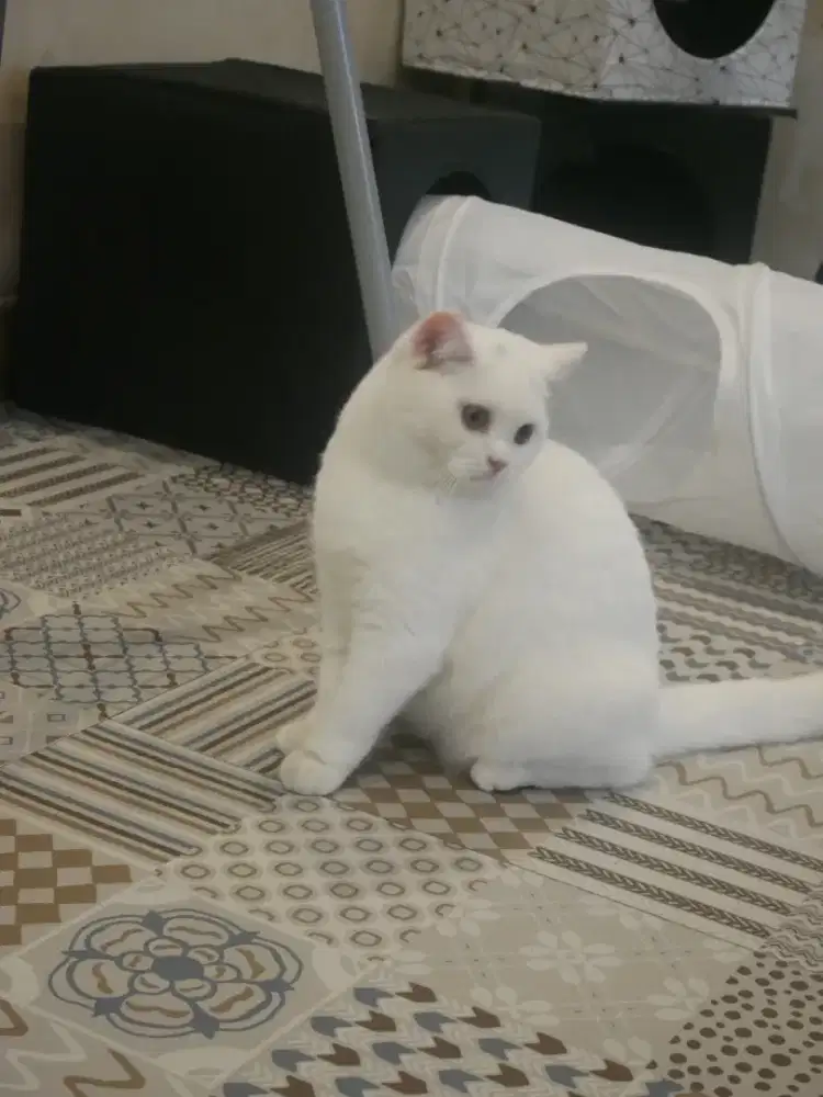 British shorthair female Pedigree WCF (excellent) Proven