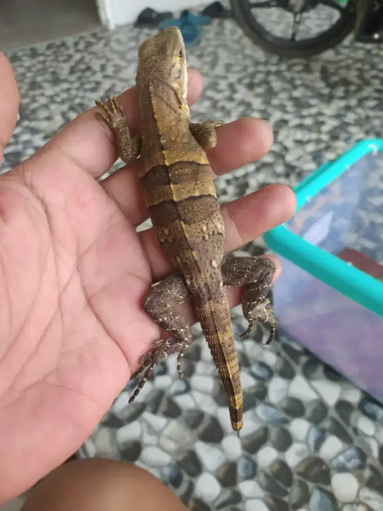 Similis iguana baby up