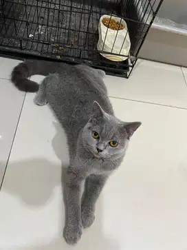 BSH kitten 5 bulan