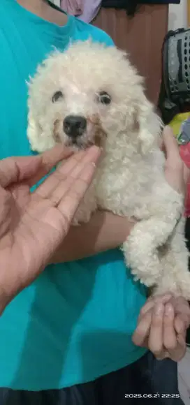 Dicari adopter secepatnya, bayar uang pakan aja