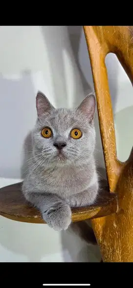British short hair Lilac BSH betina aktif