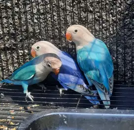 Lovebird Borongan paud Biola Blue Biola Vio Cobalt FC