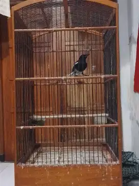Kacer dada putih rajin bunyi
