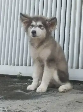 Alaskan malamute puppies