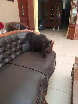 DIJUAL KUCING RAS MIX (10 Bulan)