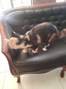 DIJUAL KUCING RAS MIX (10 Bulan)