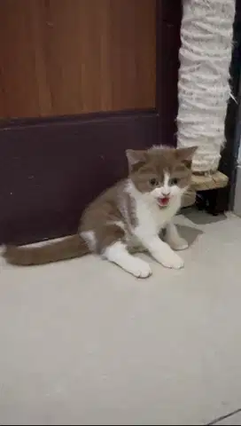 KUCING BSH CINNAMON
